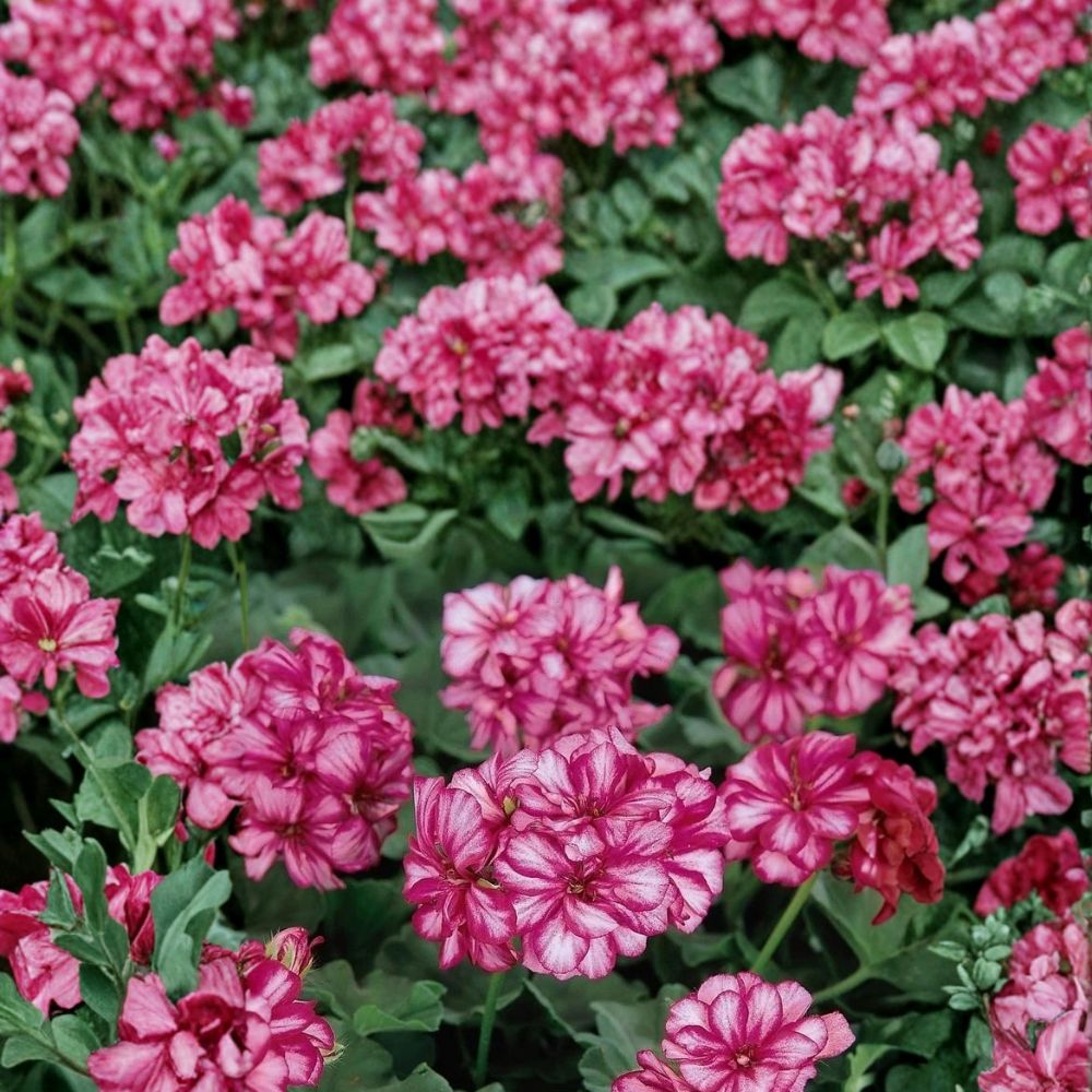 Burgundy Ice Ivy Leaf Geranium Seeds - 25+ Trailing Pelargonium peltatum - Easy to Grow Hanging Basket Flowers