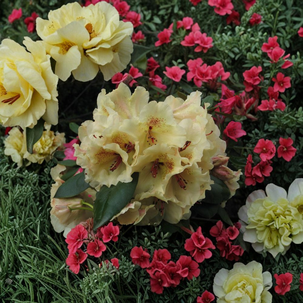 Rhododendron ‘Viscy’ Live Evergreen Shrub | Compact Yellow Flowers with Red Freckles | Rhododendron 'Viscy'