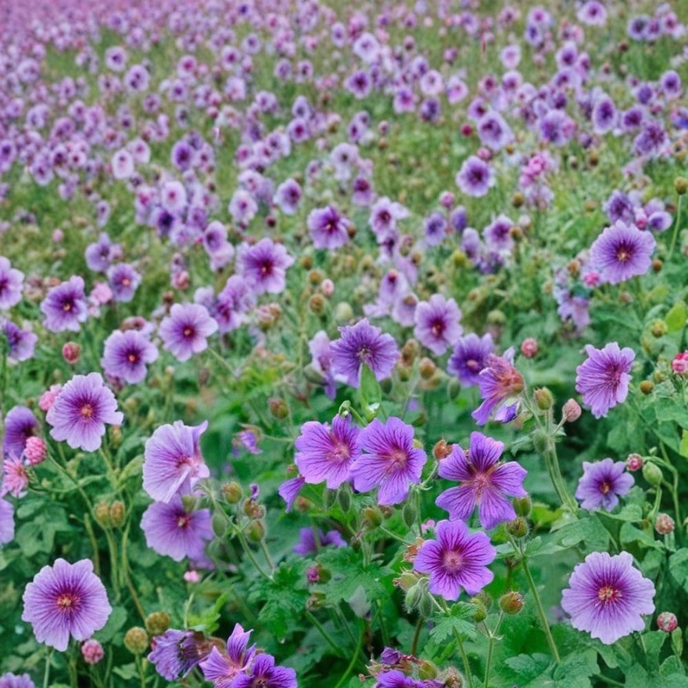 Himalayan Cranesbill Geranium Seeds - 25+ Hardy Perennial Blue Purple Blooms - Geranium himalayense - Easy to Grow