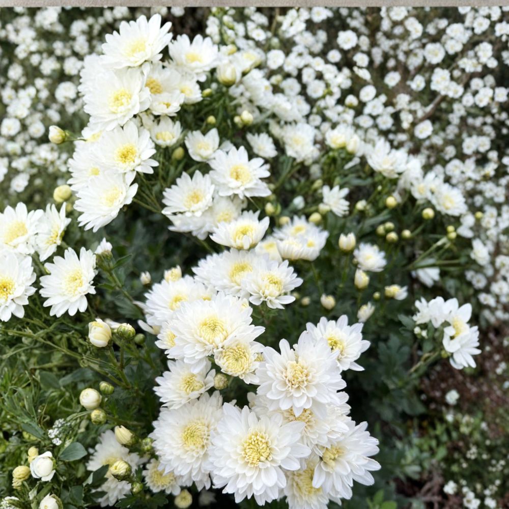 2-Pack White Mum Plants - Chrysanthemum × morifolium - Live Perennial Flowers in Nursery Pots - Hardy Garden Mums for Patio & Landscape
