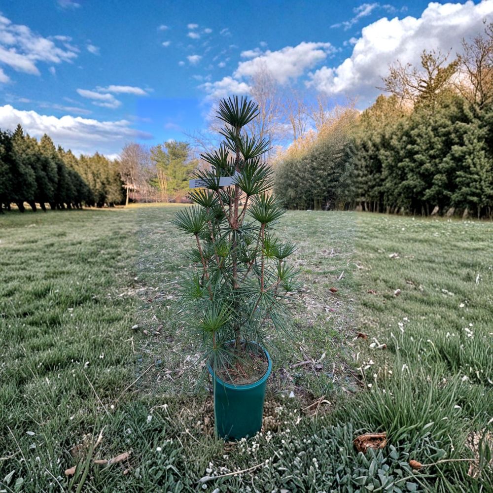 Wintergreen Japanese Umbrella Pine 2 Gallon Pot | Sciadopitys verticillata | Evergreen Conifer for Landscape Gardens
