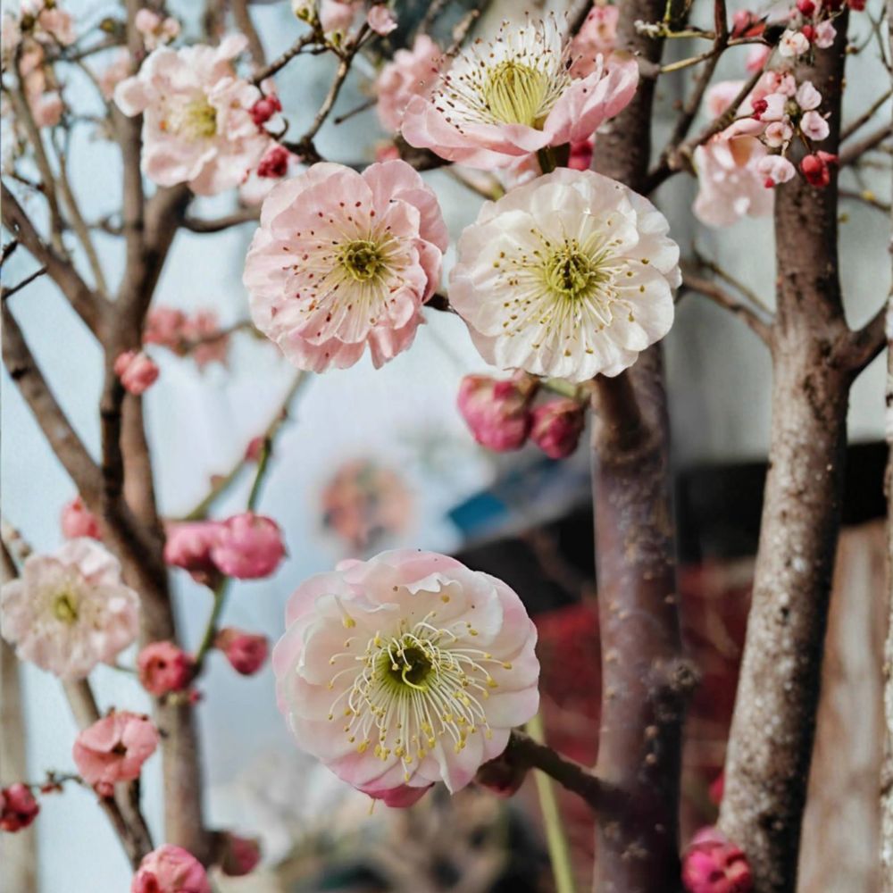 Fufen Ume Flowering Apricot Tree - Live Bonsai Plant 30-36 Inches - Prunus mume - Pale Pink Blossoms for Garden & Patio