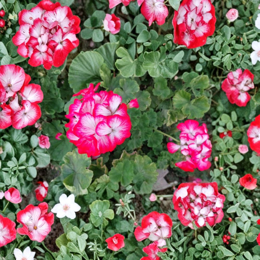 Red & White Geranium Cuttings - 2 Live 6 Inch Pelargonium Zonal - Rare Bi-Color Blooms - Patio & Container Plant