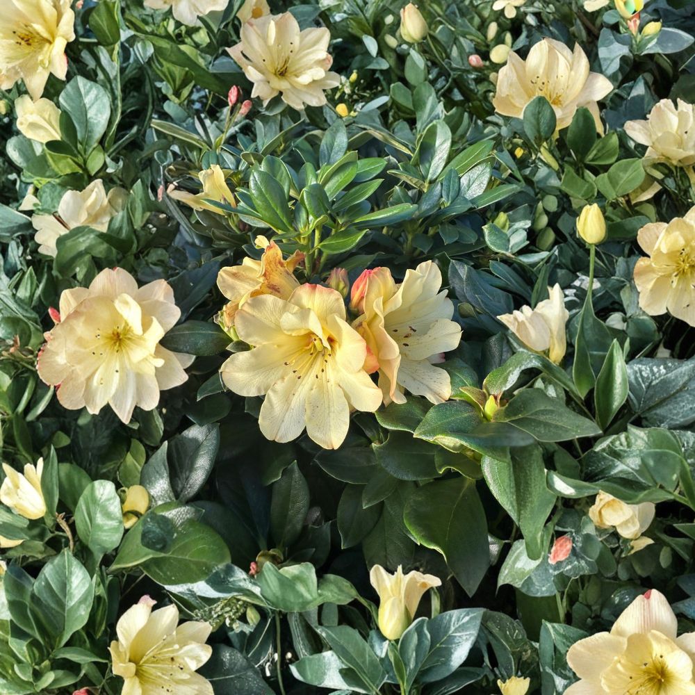 Rhododendron 'Nancy Evans' Live Evergreen Shrub | Award-Winning Yellow Blooms | Compact Hardy Plant | #1 Container Grown