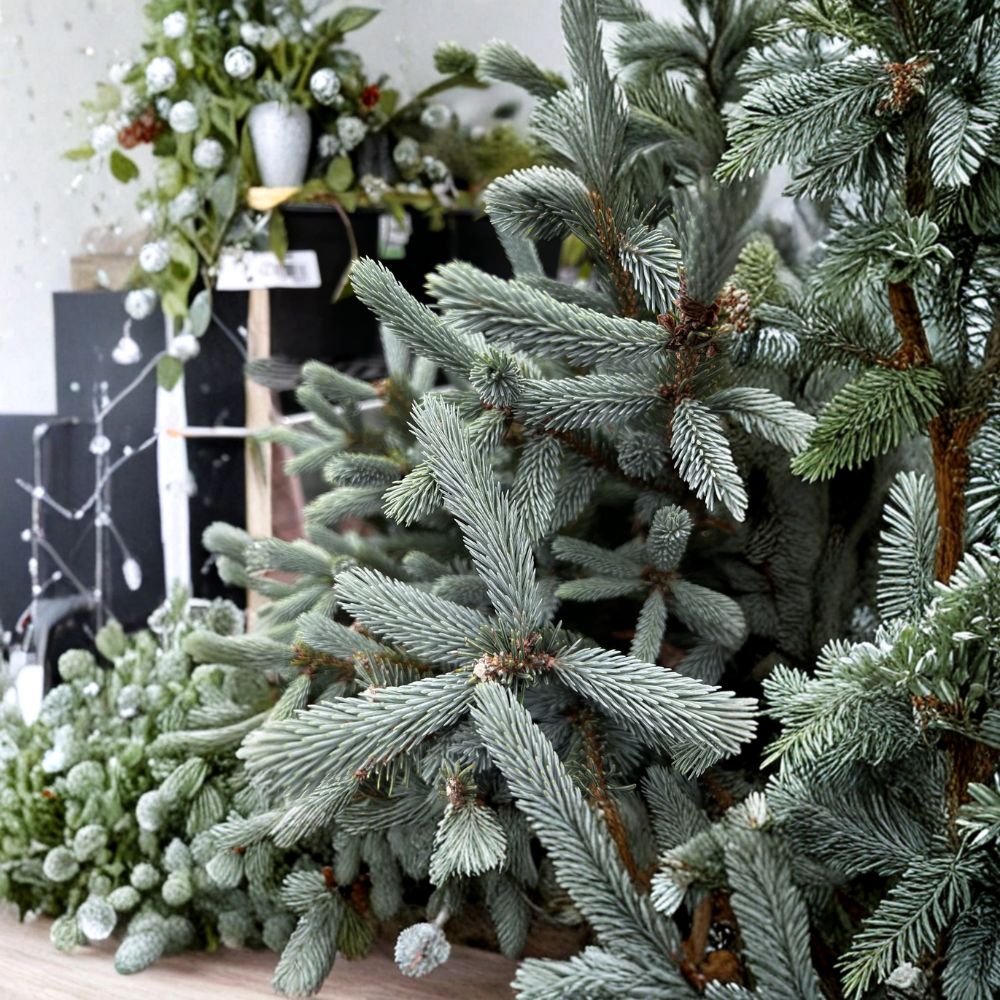 Live Evergreen Conifer Plant - 6 Inch Pauls Select Blue Norway Spruce - Picea abies ‘Pauls Select’ in 1 Gallon Pot
