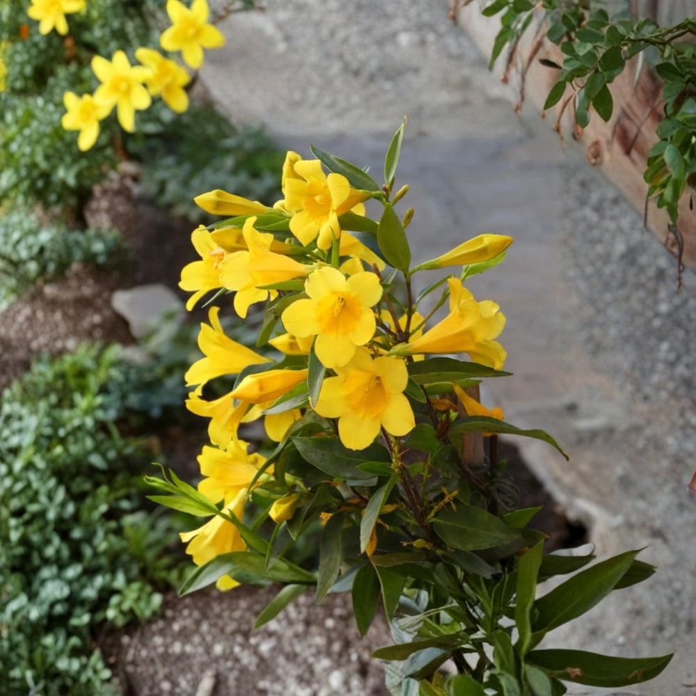 Carolina Jasmine Live Plant 2.5" Potted Vine Gelsemium sempervirens Fragrant Yellow Flowers Evergreen Climbing Plant