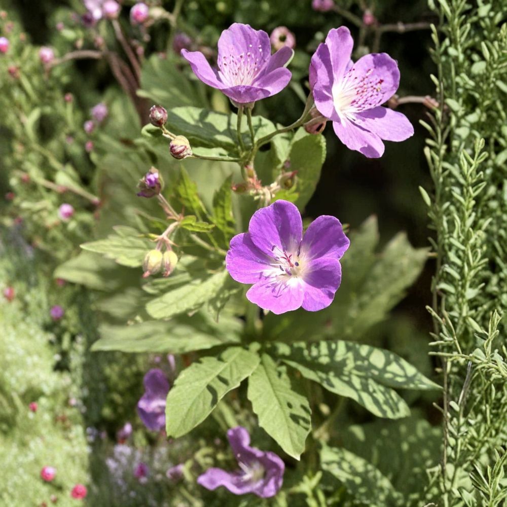 Wild Geranium Bare Roots - 2 Hardy Native Perennials, Pollinator Friendly, Geranium maculatum, Shade Garden Flowering Plants