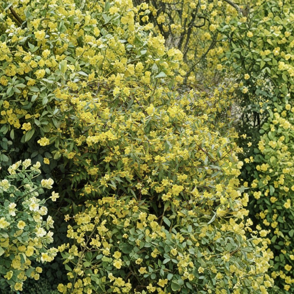 Carolina Jessamine Plants - 40 Live Yellow Jasmine Vines - Gelsemium sempervirens - 3.25" Pots - Fragrant Climbing Plants