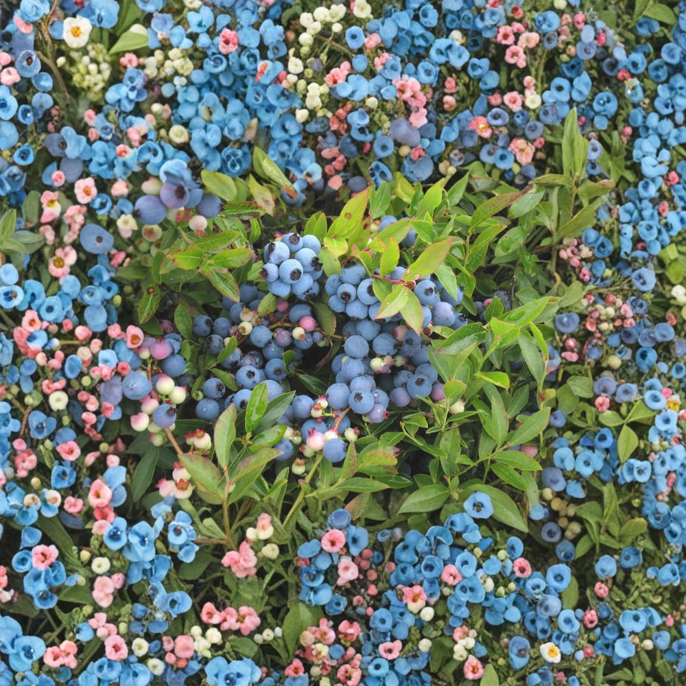 Lowbush Blueberry Plant | 1 Gallon Pot | Edible Native Shrub | Vaccinium angustifolium | Cold Hardy Berry Bush