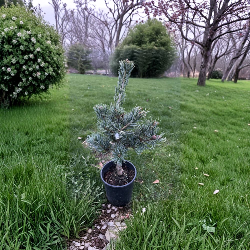 Koru Japanese White Pine Plant - 12 Inch Evergreen Conifer in 1 Gallon Pot - Pinus parviflora Compact Landscape Tree