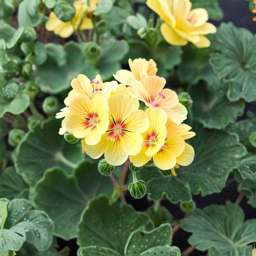 Yellow Geranium Seeds - 10 Pelargonium Zonale - Pollinator Friendly, Heat Tolerant, Easy to Grow Garden Flowers