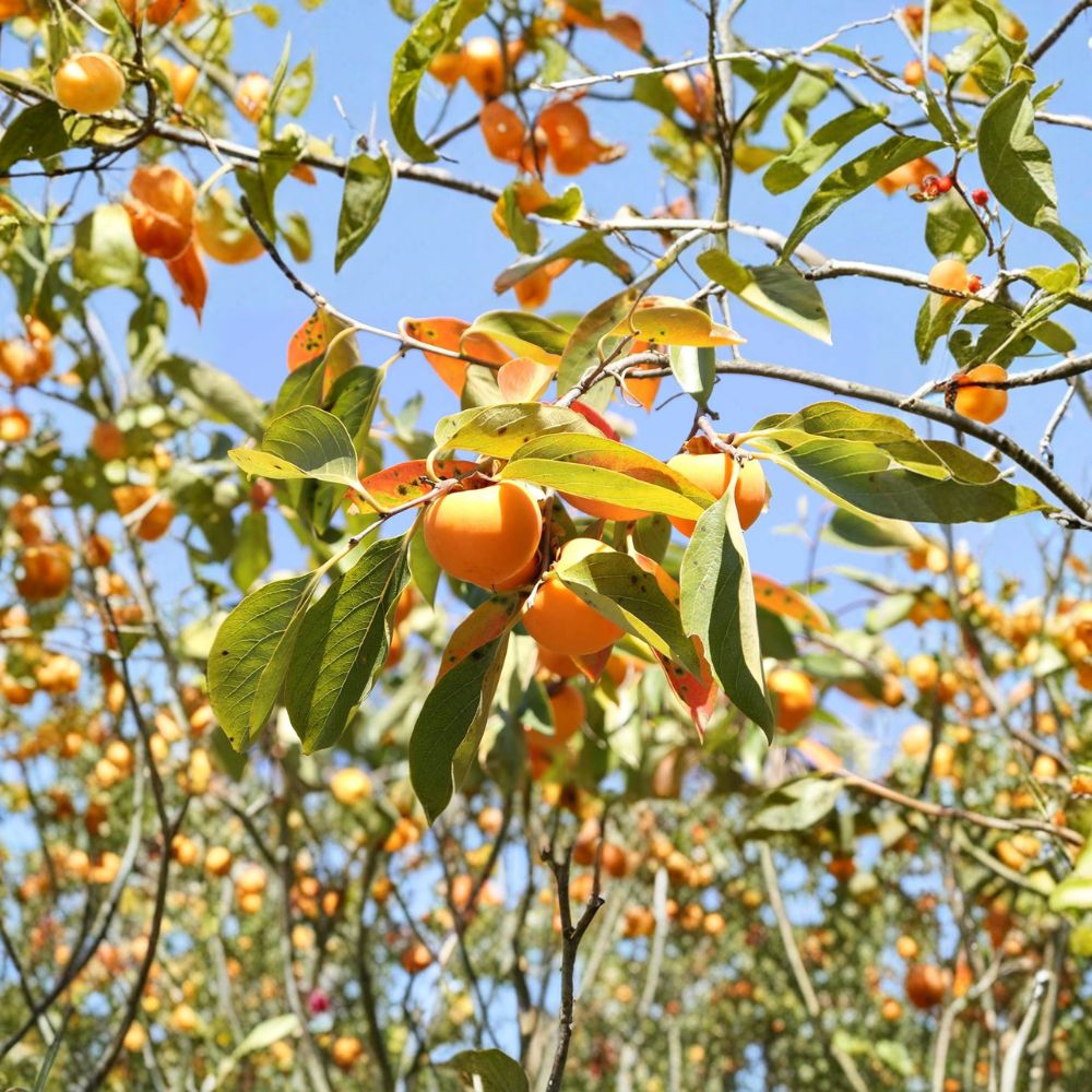 American Persimmon Tree Seedling – 1 Gallon Pot – Diospyros virginiana – Hardy Edible Fruit Tree for Backyard Orchards