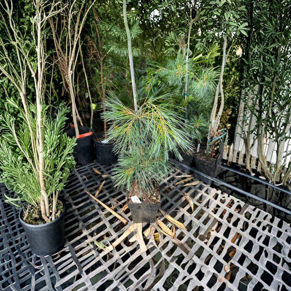 Pendula Weeping White Pine - 18 Inch Live Evergreen Conifer in 1 Gallon Pot | Pinus strobus Cascading Pine Tree