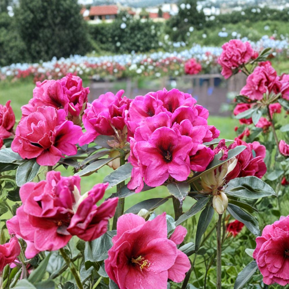 Rhododendron ‘Midnight’ Live Evergreen Shrub | Deep Pink Blooms | Hardy Landscape Plant | Rhododendron 'Midnight' #1 Container Grown