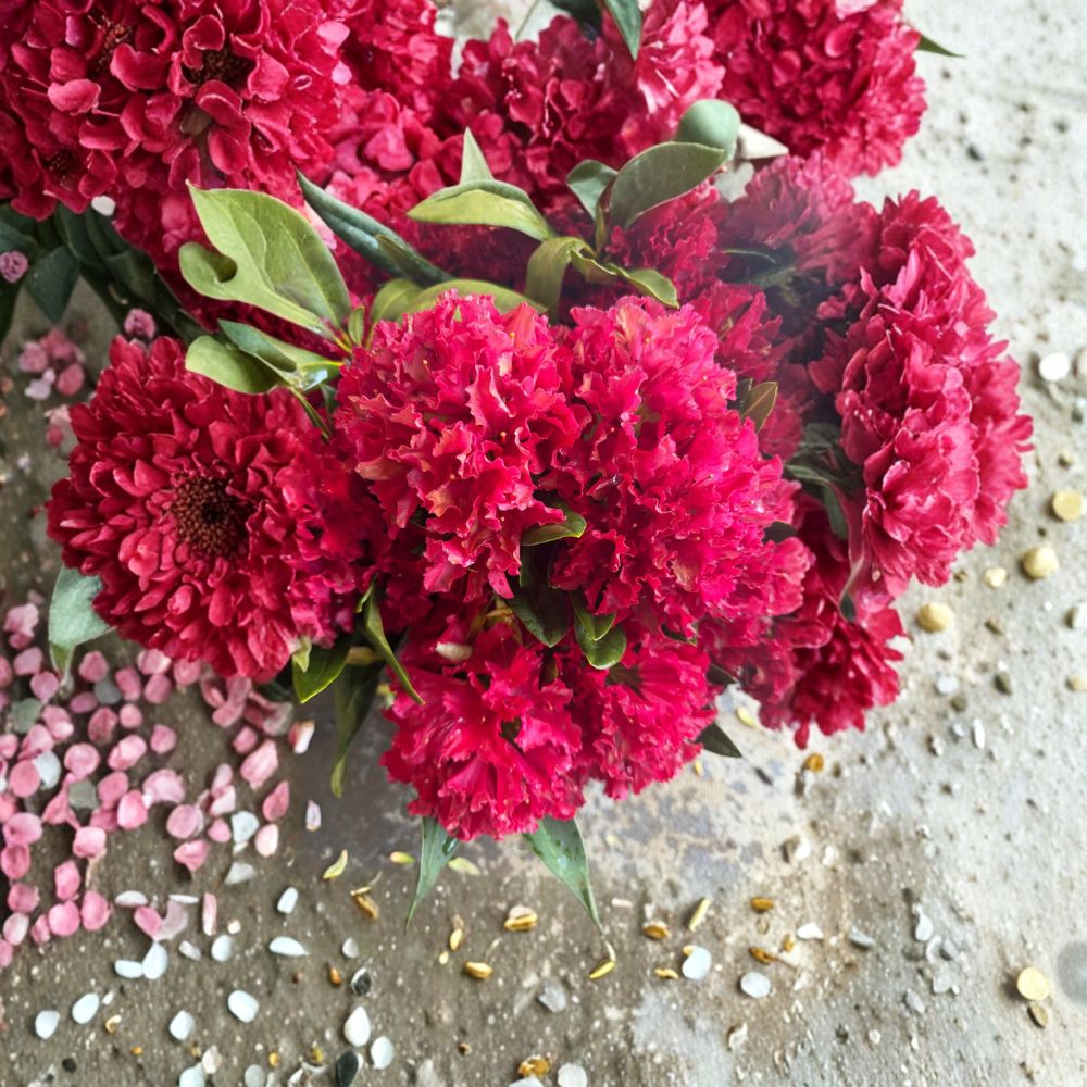 Dwarf Evergreen Rhododendron Plant - Bright Red Blooms - Rhododendron ‘Vivacious’ - 12-15 Inch Wide Field Grown Shrub