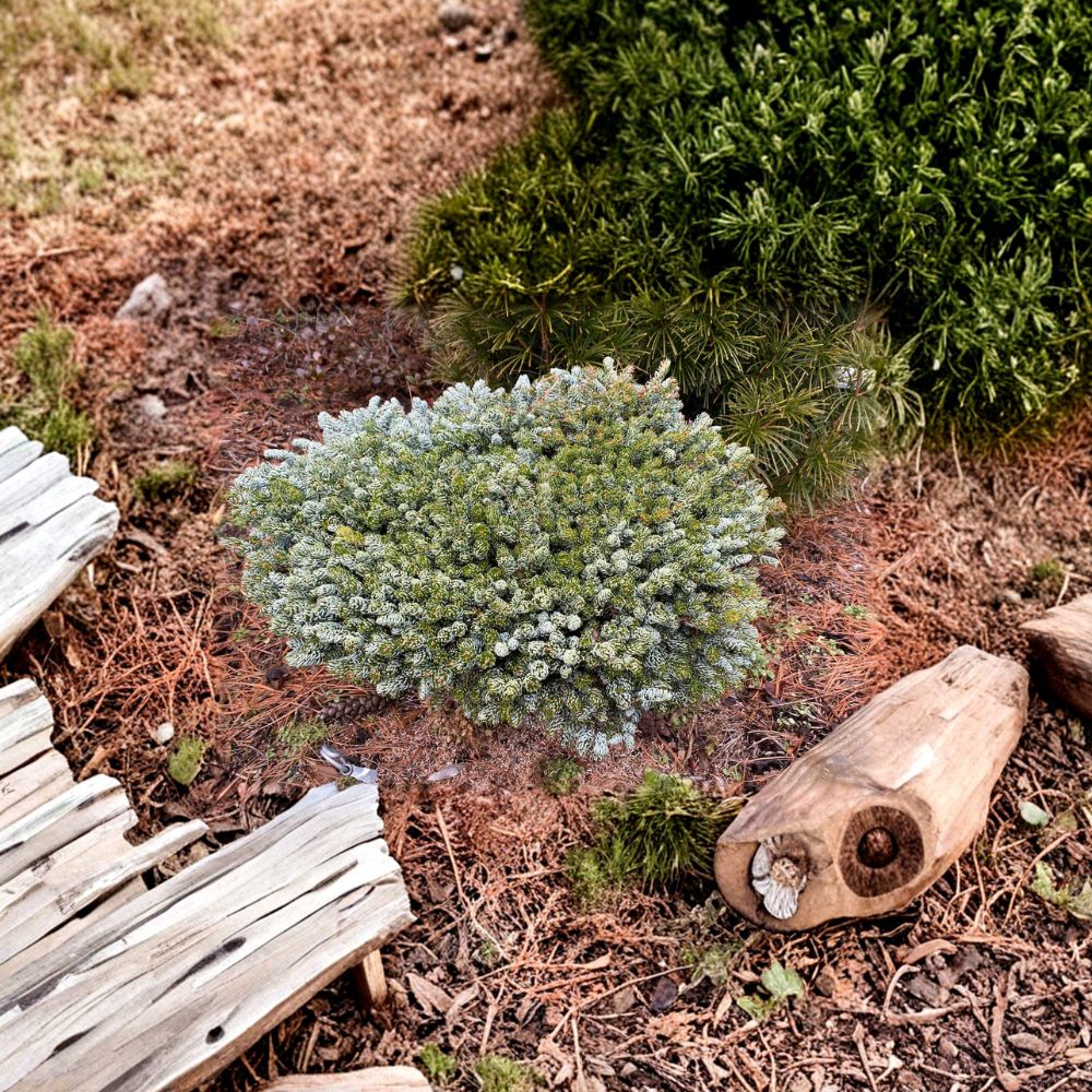 Kohout’s Ice Breaker Korean Fir - 1 Gallon Dwarf Evergreen Conifer - Abies koreana ‘Kohout’s Ice Breaker’ - 8 Inch Plant