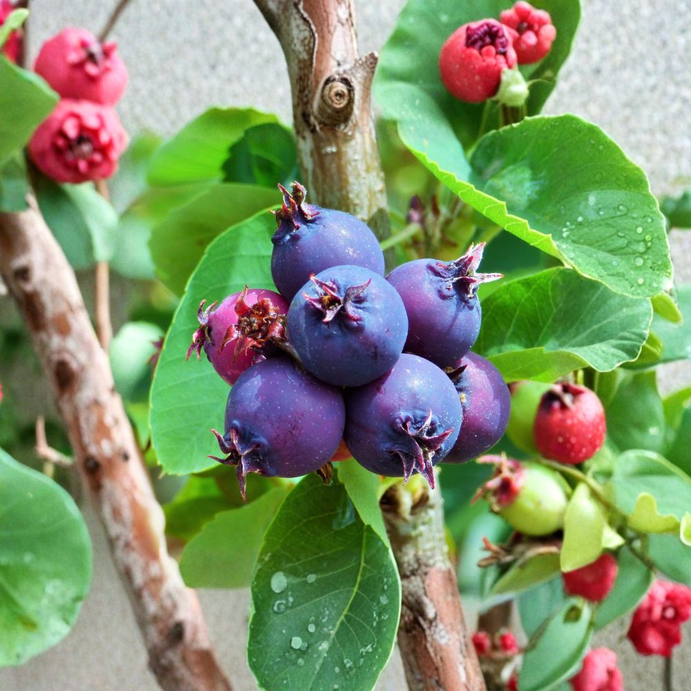 Saskatoon Serviceberry Plant - Live Dormant Edible Berry Shrub - Amelanchier alnifolia - Self-Pollinating - Zones 4–7