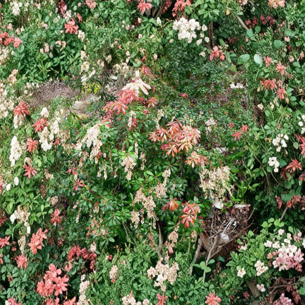 Pieris japonica ‘Karenoma’ Live Evergreen Shrub | Fragrant White Blooms | Deer Resistant #1 Container Plant