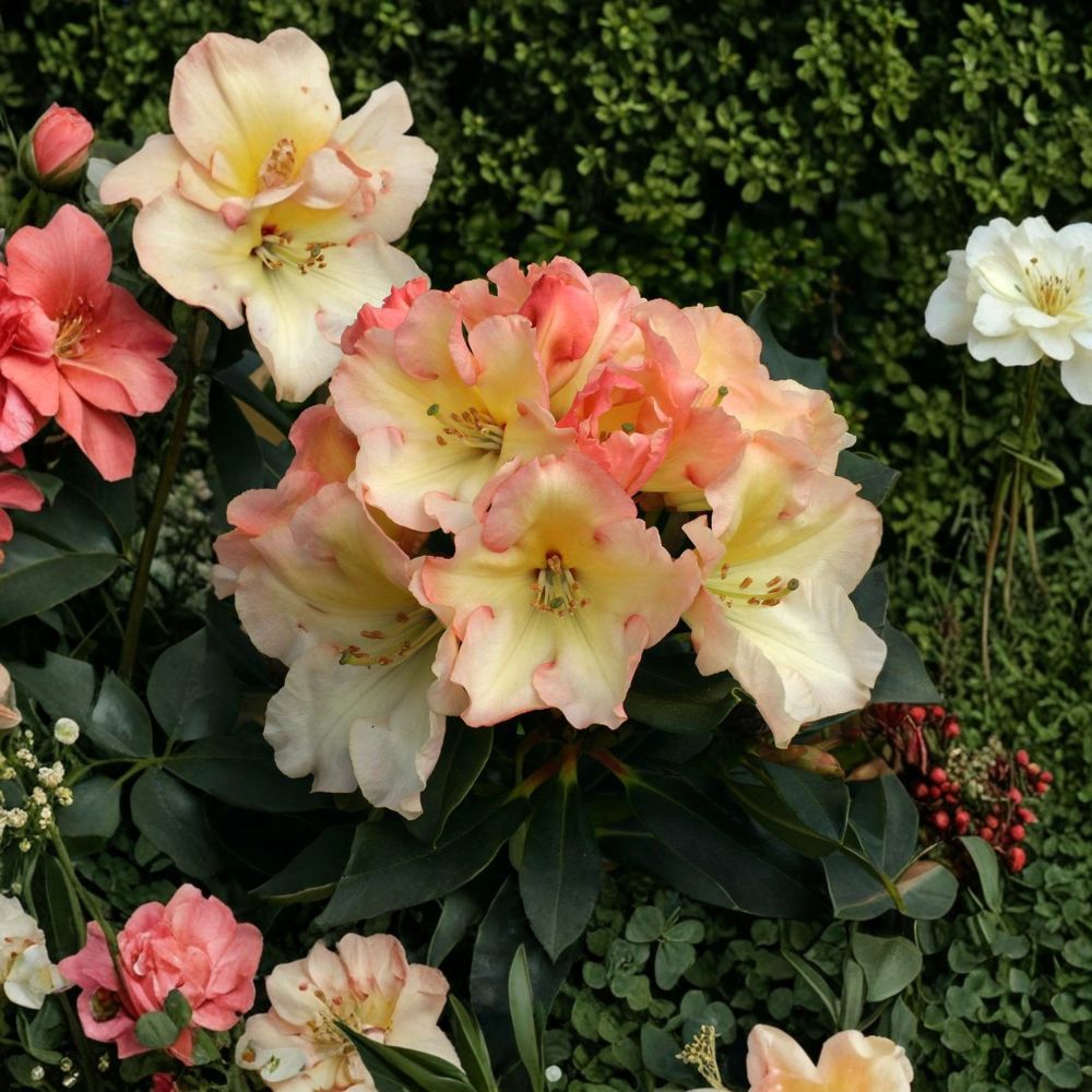 Rhododendron ‘Horizon Monarch’ Live Evergreen Shrub | 3 Gallon Container | Yellow Pink Cream Blooms | Award-Winning Landscape Plant