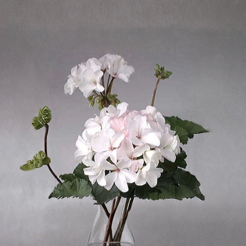 Multi Bloom White Geranium Seeds | 15 Seeds | Pelargonium zonale | Easy to Grow Zonal Garden Flower with White Blooms