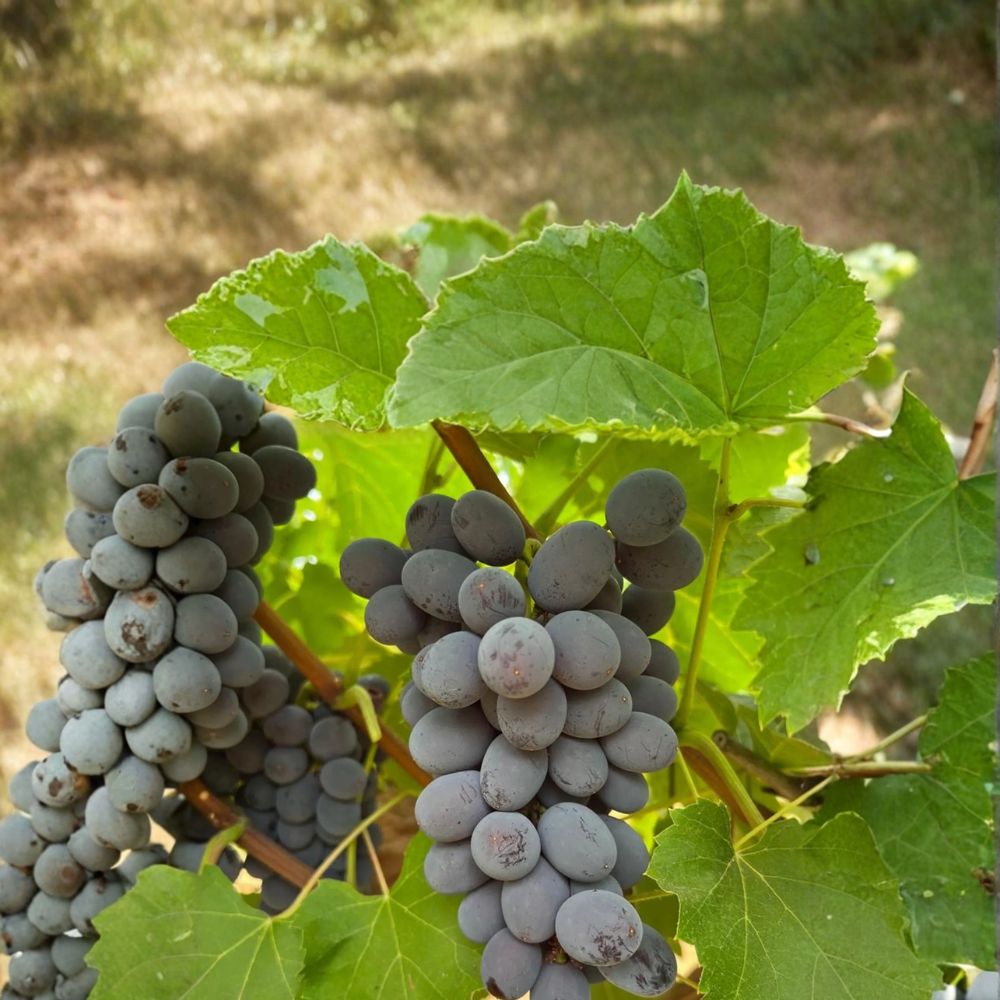 Jupiter Seedless Muscat Grape Cuttings - 5 Live Vitis labrusca for Easy Propagation - Sweet Table Grape Variety