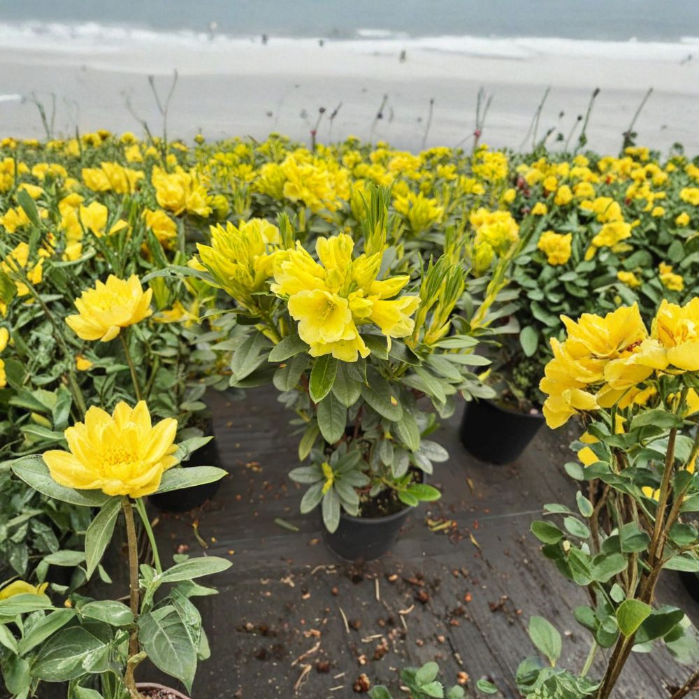 Rhododendron ‘Hotei’ Live Evergreen Shrub | Yellow Blooms | Compact Hardy Landscape Plant | #2 Container Grown | Rhododendron ‘Hotei’