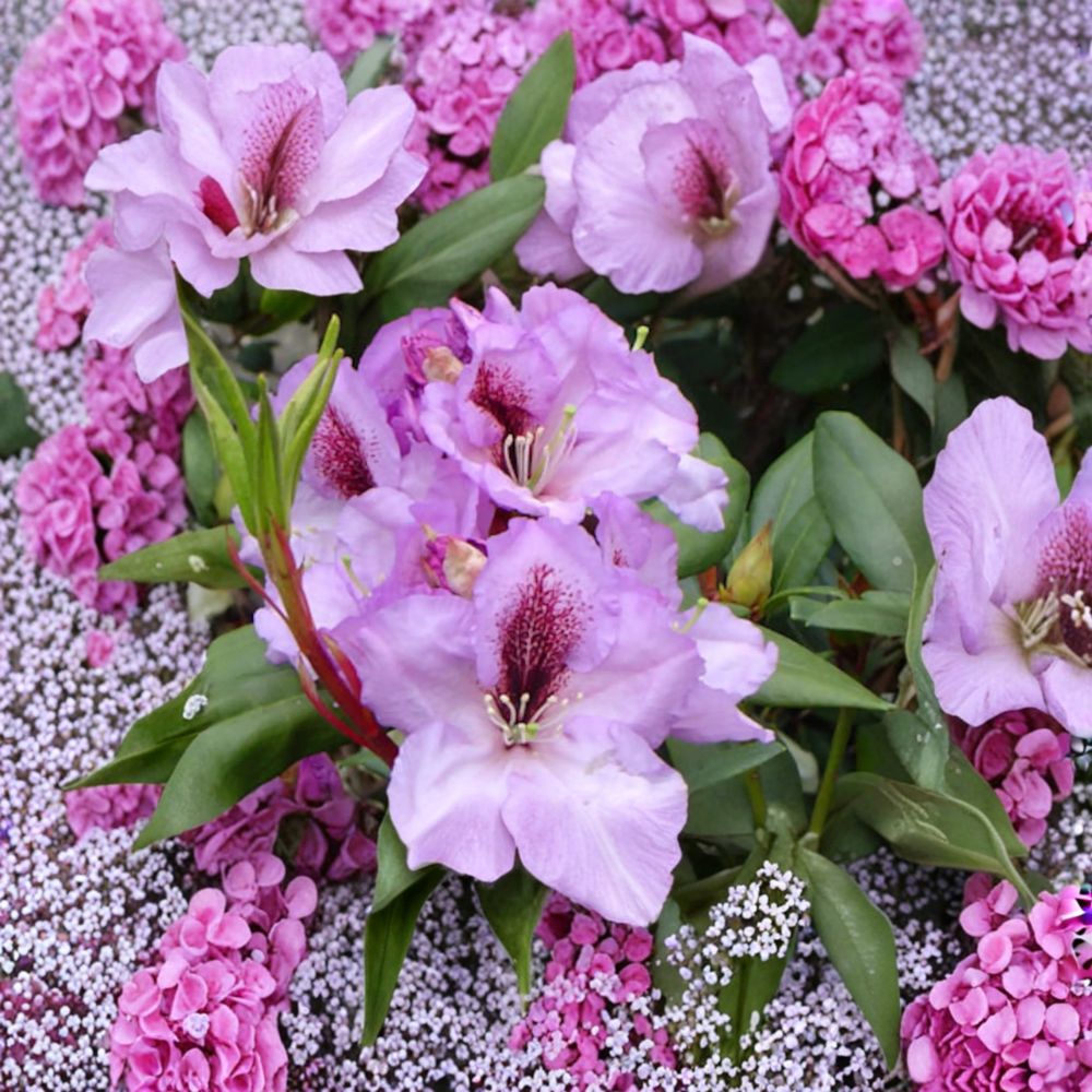Rhododendron ‘Arthur Bedford’ Live Shrub | Fragrant Purple Blooms | Evergreen Landscape Plant | Rhododendron ‘Arthur Bedford’