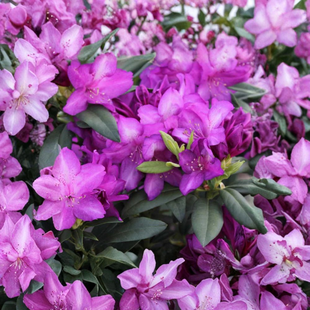 Rhododendron 'Purple Passion' Live Evergreen Shrub | Purple Blooming Plant | Cold Hardy Landscape Shrub | Rhododendron spp.
