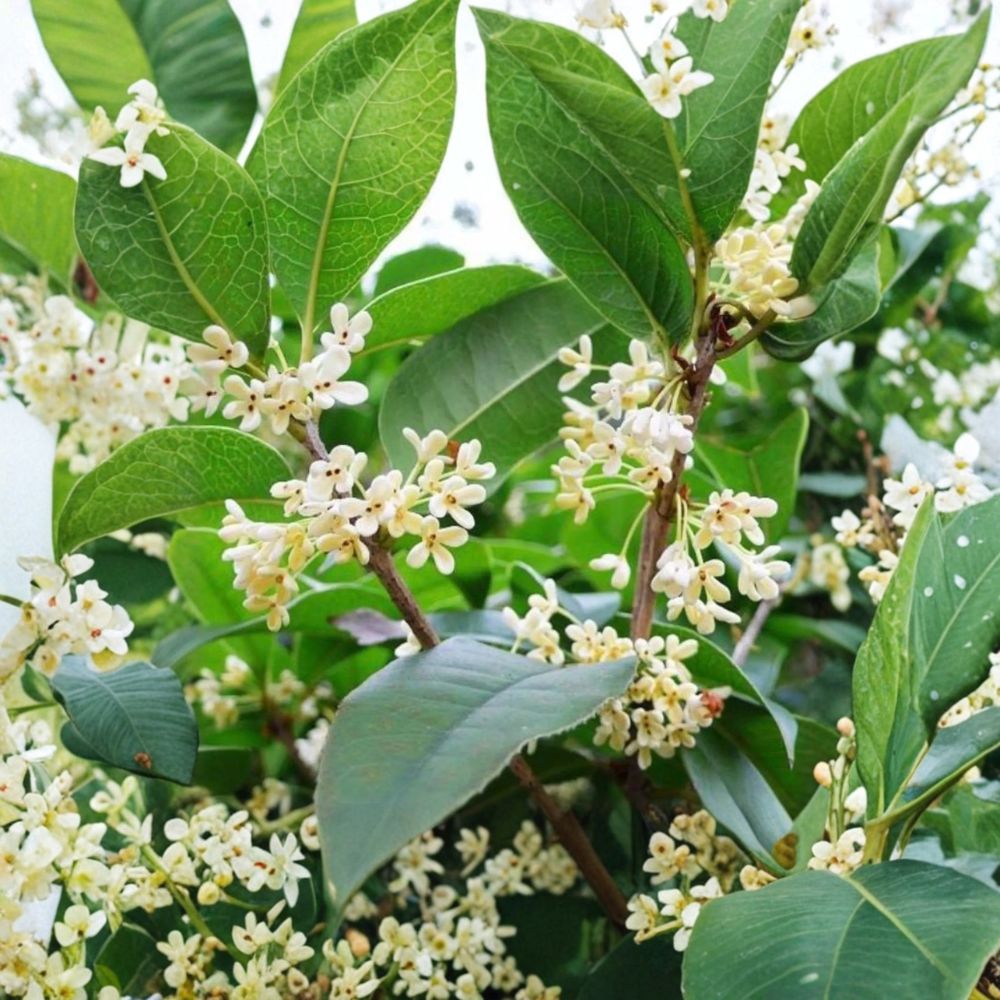 Sweet Osmanthus Plant | One Gallon Fragrant Tea Olive | Osmanthus fragrans ‘Semperflorens’ | Year-Round Blooming Shrub