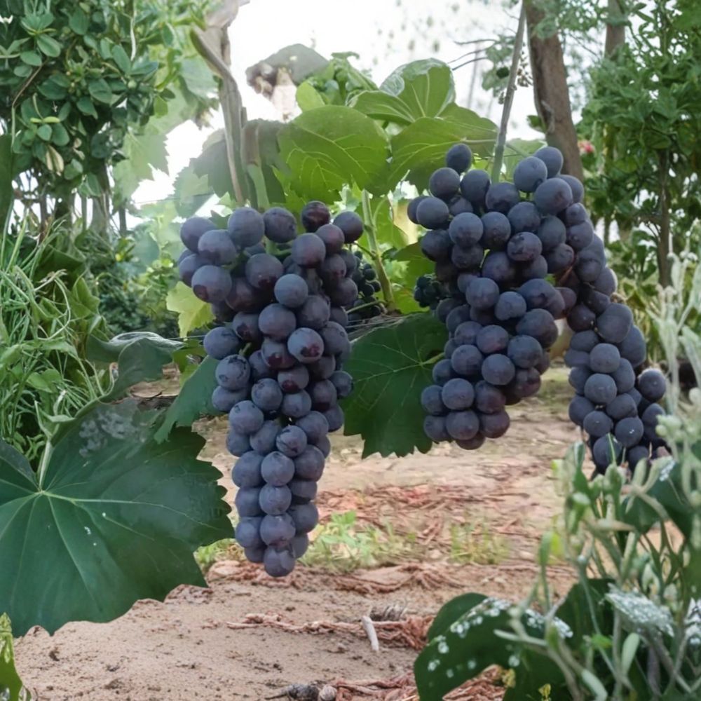 Live Summer Black Grape Vine - 3 Feet Tall - Sweet Early Ripening Black Grapes - Vitis vinifera ‘Summer Black’