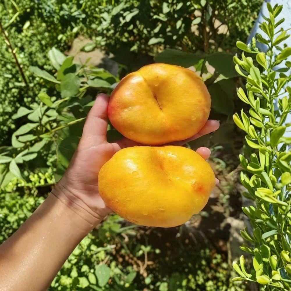 Golden Pan 99 Peach Tree – Bare Root Grafted Sapling | Sweet Yellow Peach | Prunus persica ‘Golden Pan 99’ | Fast Growing