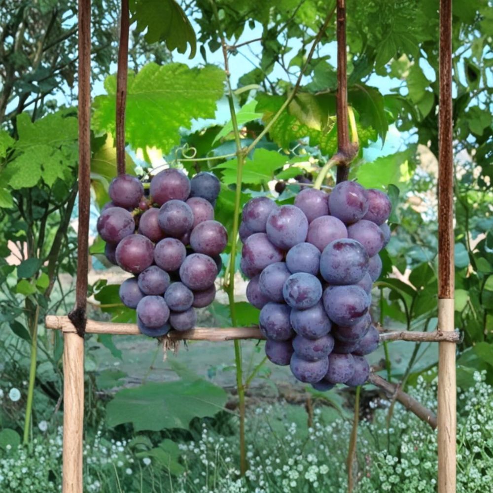 Giant Peak Grape Vine - Live Bare Root Fruit Vine - Cold Hardy High Yield - Vitis vinifera ‘Giant Peak’ - 3 Feet Tall