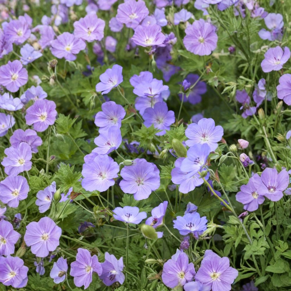 Geranium ‘Rozanne’ - 2 Live Potted Hardy Cranesbill Perennial Plants - Long-Blooming Purple Ground Cover (Geranium 'Rozanne')