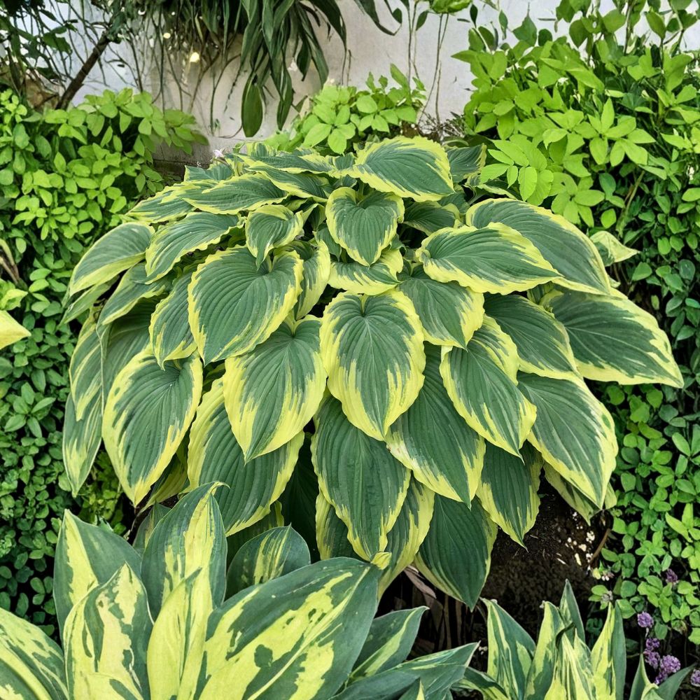 Bare Root Hosta Plant | 3 Inch Starter | Variegated Giant Hosta 'Drop-dead Gorgeous' | Perennial Shade Garden Foliage