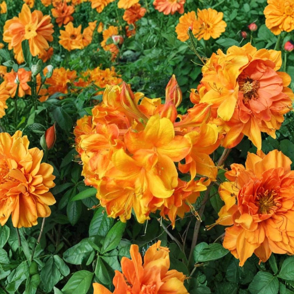 Klondyke Azalea Shrub | 2 Gallon Pot | Golden Yellow Blooms | Rhododendron ‘Klondyke’ | Hardy Flowering Landscape Plant