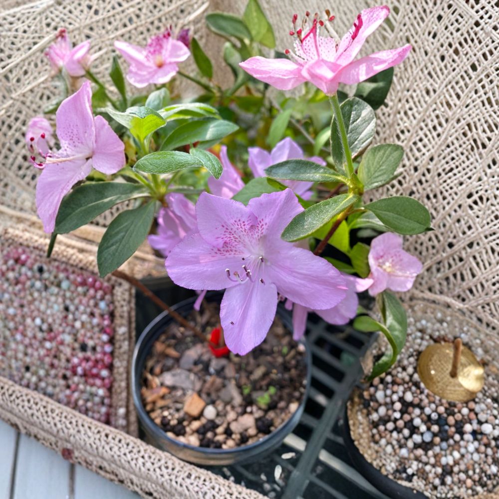 Korean Azalea Poukhanense 1 Gallon Pot Plant | Cold Hardy Evergreen Shrub with Light Lavender Blooms | Rhododendron poukhanense