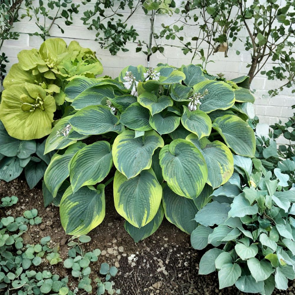 Terms of Endearment Hosta Starter Plant | 3 Inch Bare Root | Blue Green Variegated Perennial | Hosta ‘Terms of Endearment’