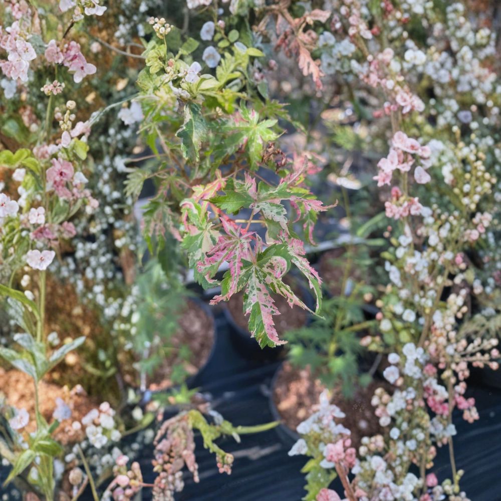 Rare Variegated Japanese Maple Live Tree - Acer palmatum ‘Uzen Nishiki’ - Pink White Purple Foliage - #3 Container