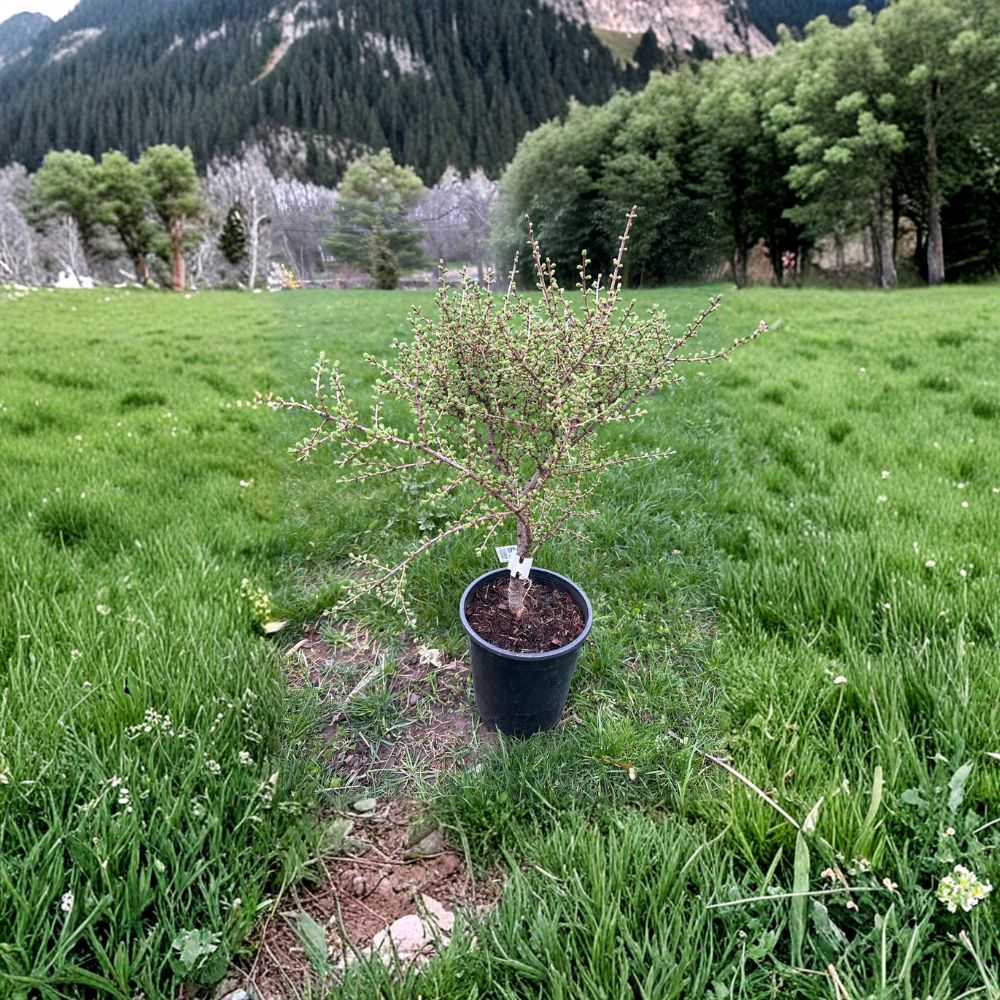 Blue Sparkler American Larch Plant - 10 Inch Live Deciduous Conifer in 1 Gallon Pot - Larix laricina Compact Landscape Tree