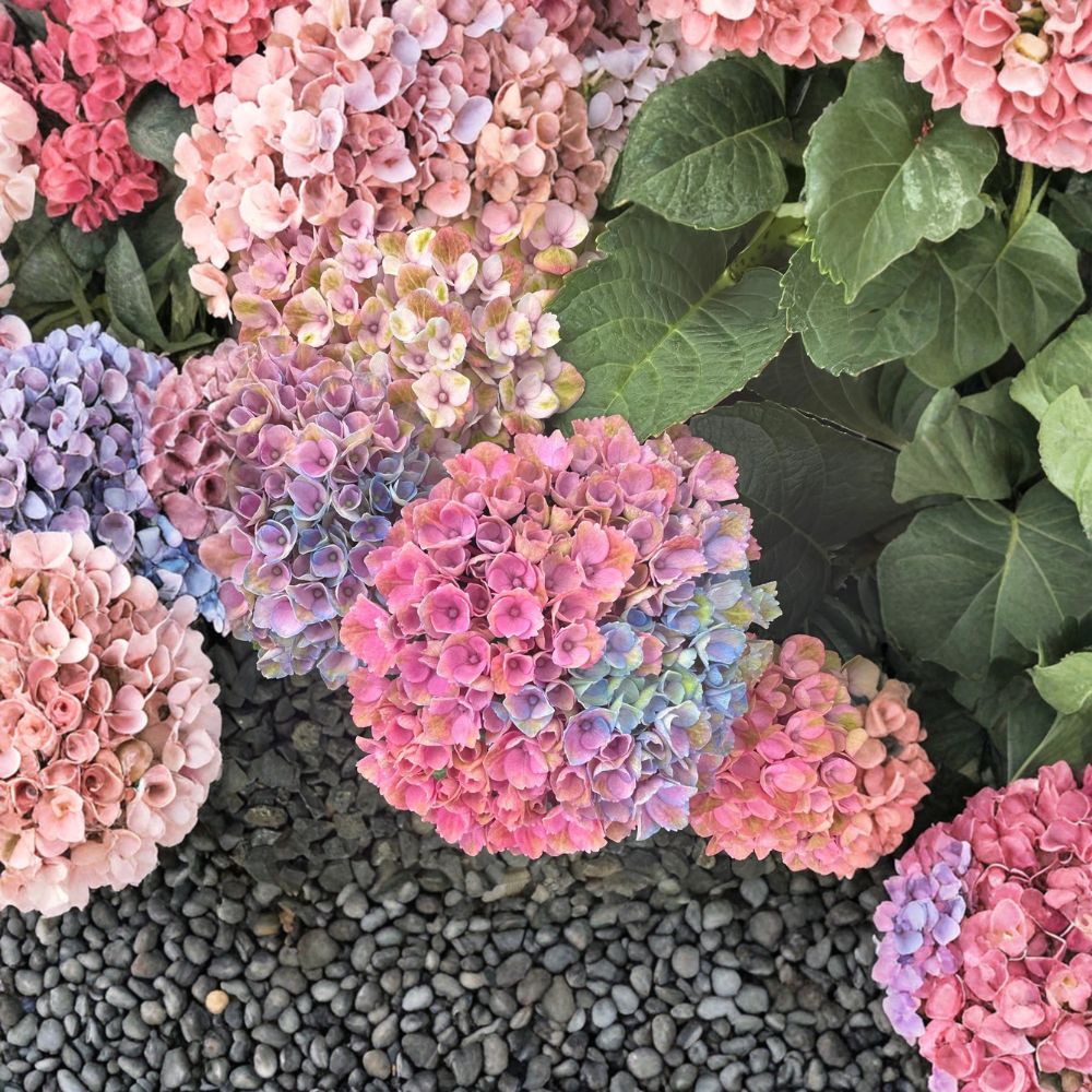 Hydrangea Shrub #3 Container Grown, Color Changing Mophead Blooms, Hydrangea macrophylla ‘Magical Revolution’