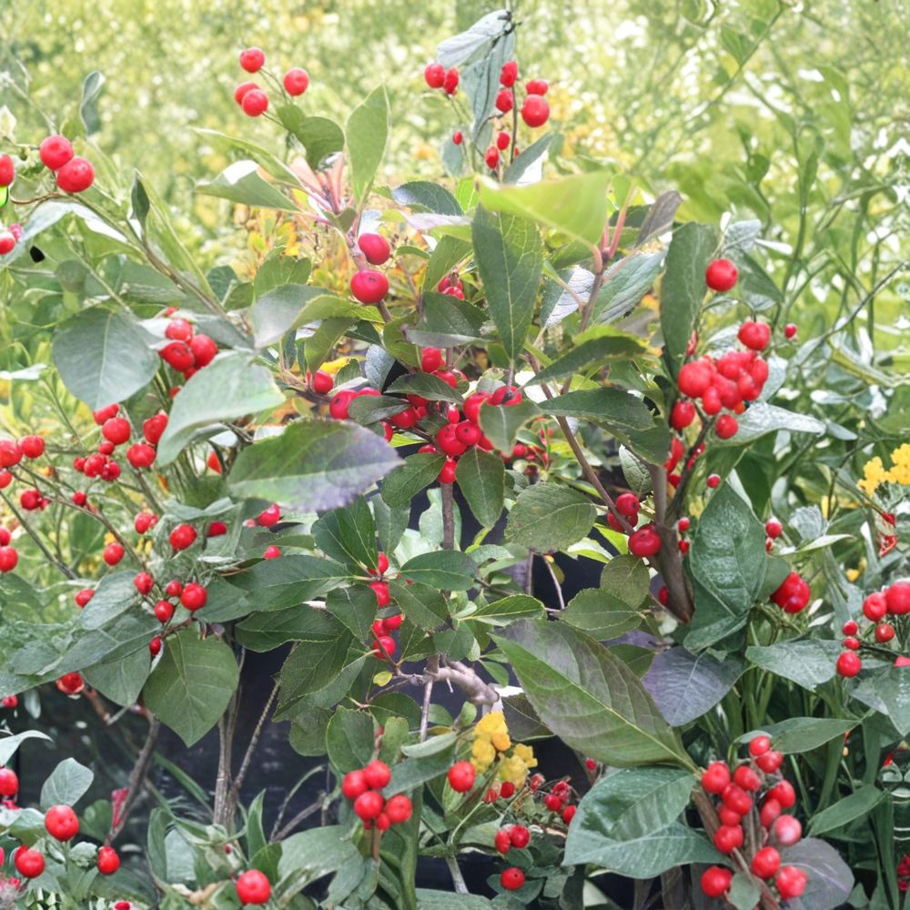 Red Sprite Winterberry Holly - 4 Inch Pot Plant - Bright Red Berries - Ilex verticillata - Compact Deciduous Shrub for Landscape