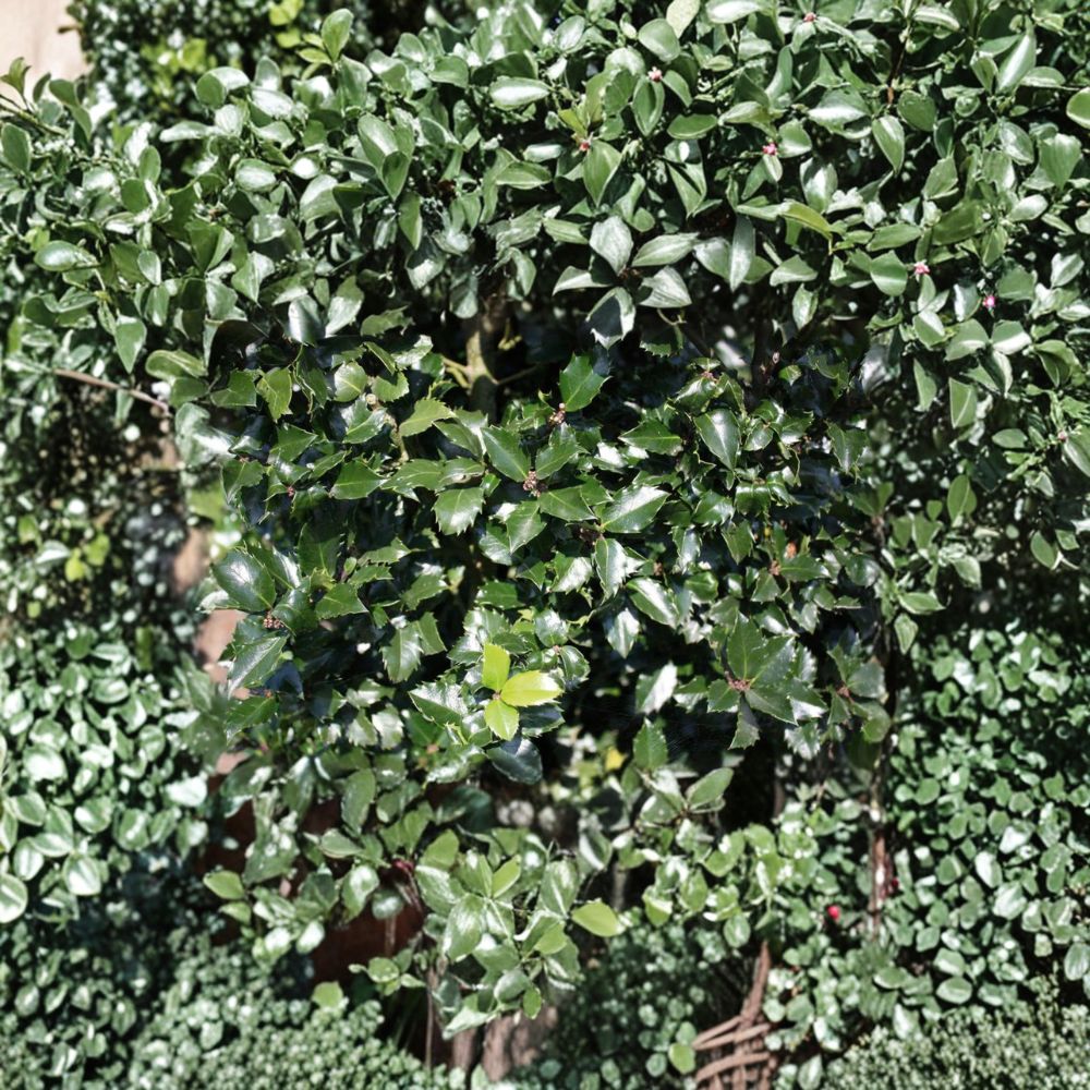 Blue Prince Holly Plant | 1 Gallon Pot | Ilex x meserveae | Male Evergreen Pollinator Shrub | Deer Resistant Landscape Plant
