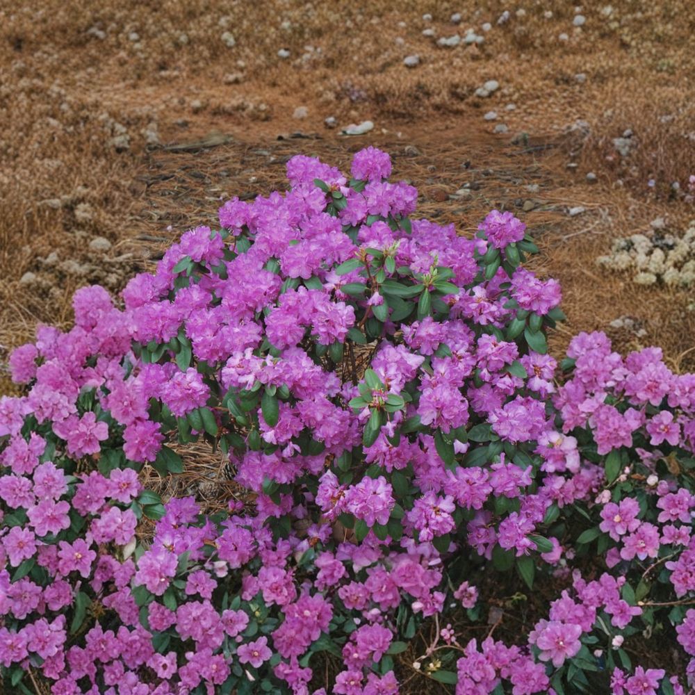 PJM Compact Rhododendron Plant | Dwarf Evergreen Shrub with Lavender Pink Blooms | Rhododendron ‘PJM Compact’ | #3 Container