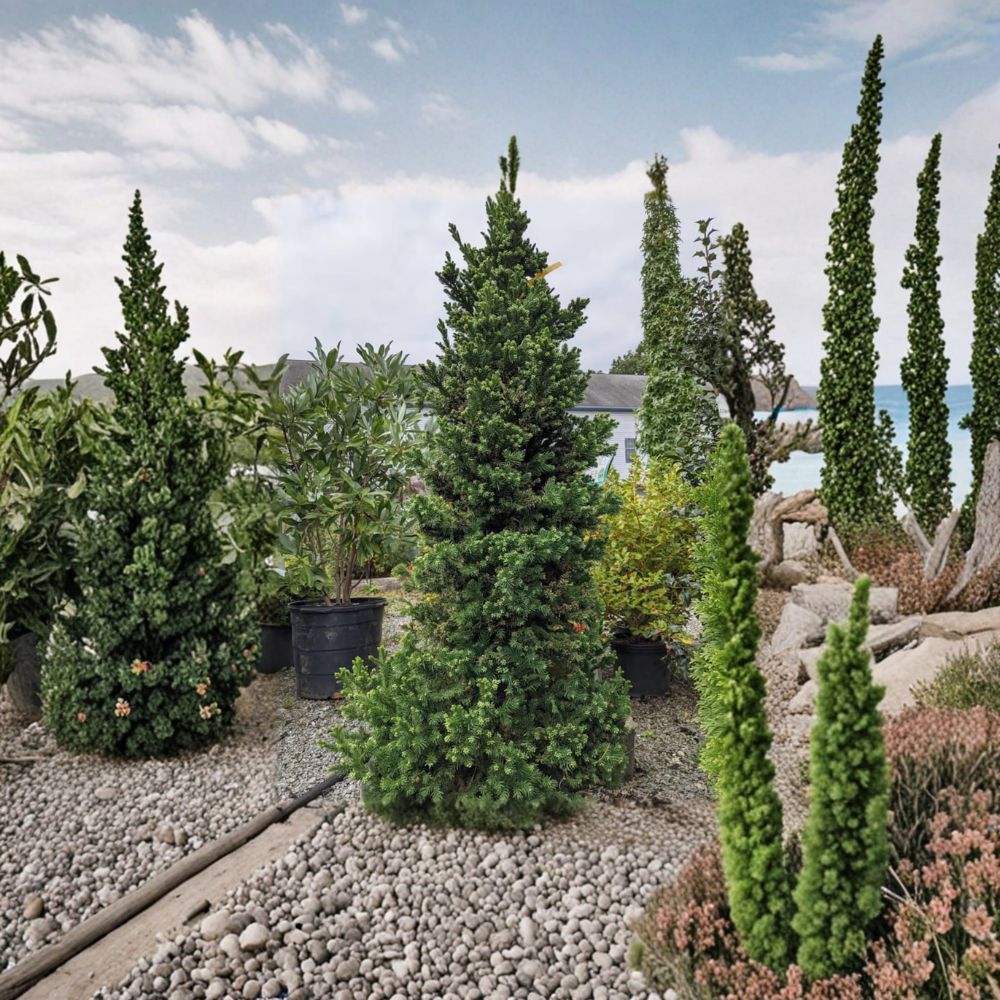 Black Dragon Japanese Cedar 2 Gallon Pot Plant | Compact Evergreen Conifer | Cryptomeria japonica | Privacy Tree