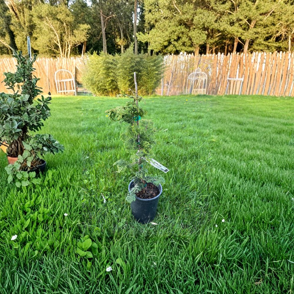 Hinoki Cypress Live Plant | 10 Inch Dwarf Evergreen | Chamaecyparis obtusa 'Well's Special' | Compact Landscape Accent
