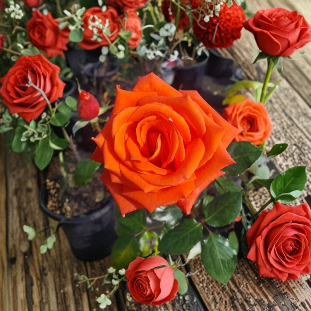 MARINA Floribunda Rose Bush – 5 Gallon Salmon Orange Blooms | Rosa 'MARINA' | Everblooming Shrub for Full Sun Gardens