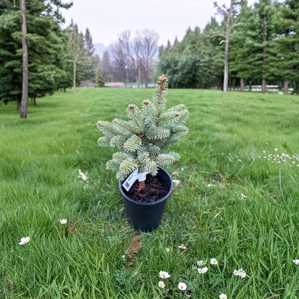 Dwarf Evergreen Conifer Plant | 10 Inches | Silvery Blue Arizona Corkbark Fir | Abies lasiocarpa var. arizonica 'Glauca Compacta'