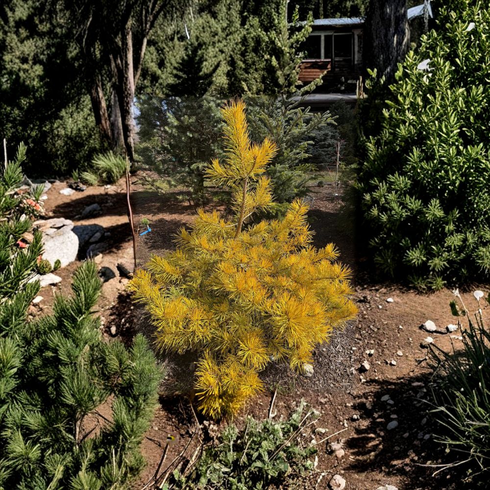 Nisbet's Gold Scots Pine 12 Inch Live Plant | Golden Evergreen Conifer | Pinus sylvestris 'Nisbet's Gold' in 1 Gallon Pot