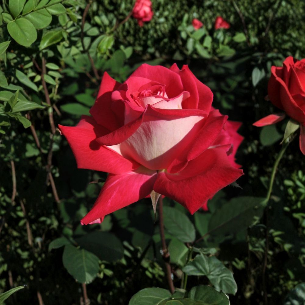 Love Grandiflora Rose Live Plant - 5 Gallon Ruby Red & White Fragrant Rose Bush - Rosa Grandiflora 'Love' - Repeat Blooming