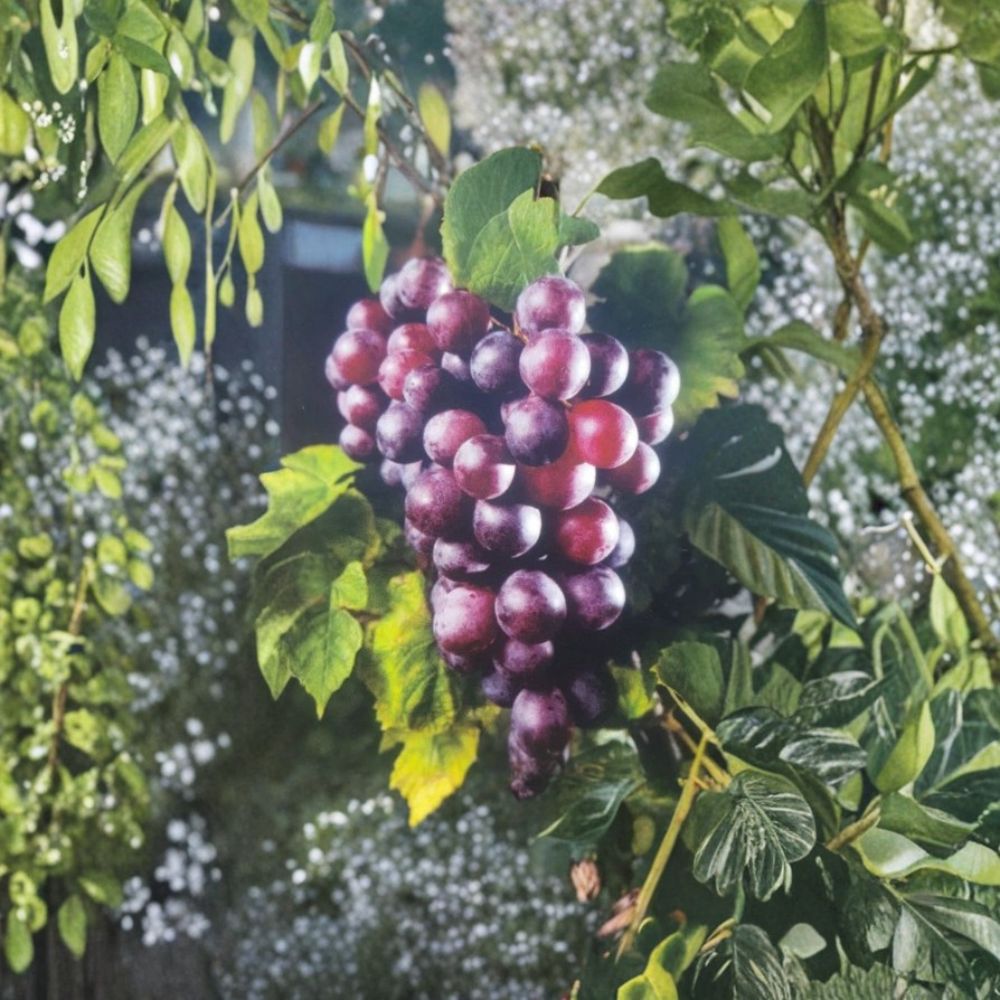 Black Jumbo Muscadine Grape Vine - 3 Gallon Live Plant | Vitis rotundifolia 'Black Jumbo' | Female Variety Requires Pollinator